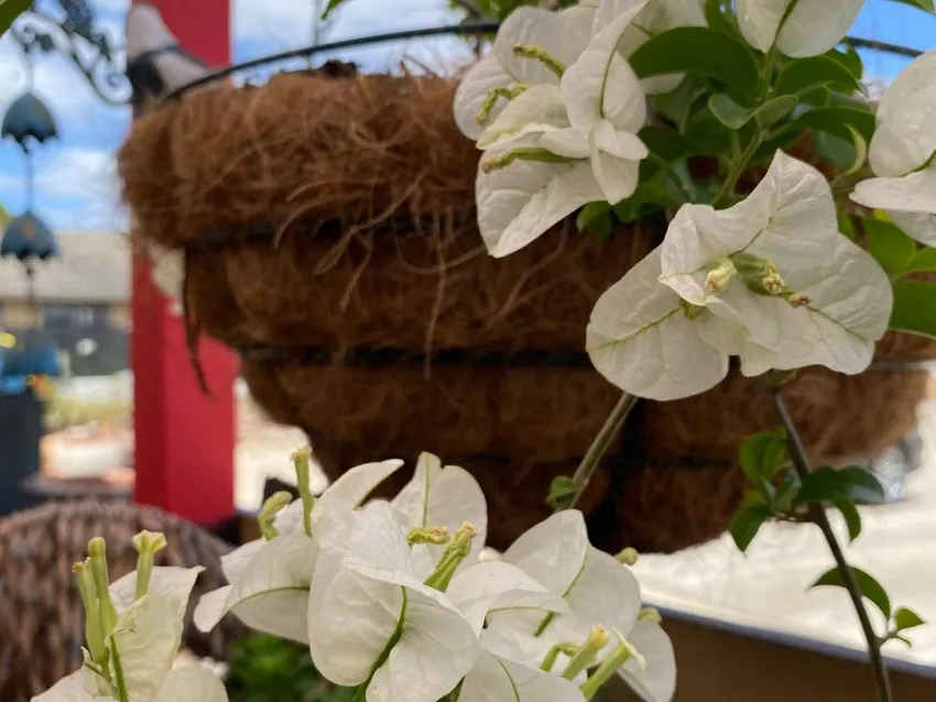 Somerville Garden Supplies - Hanging Baskets